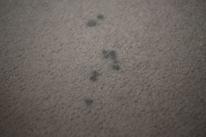 How To Prevent Mold in Wet Carpet