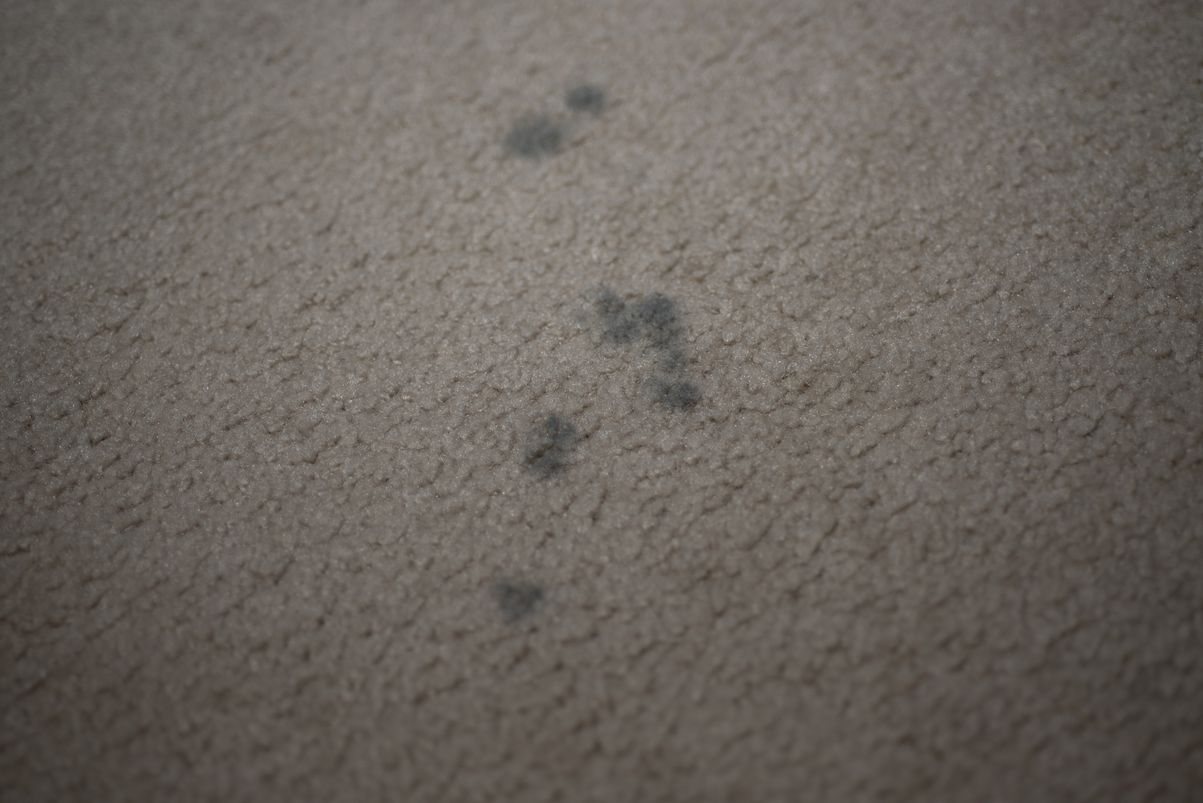 How To Prevent Mold in Wet Carpet